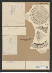 Lepidodiscus elegans Witt. (de-Toni-Nr.: Genus 231, Species 5636) Zeichnungen Sammlung Grunow Nr. 9620 (NHMW-BOT-W0379549)